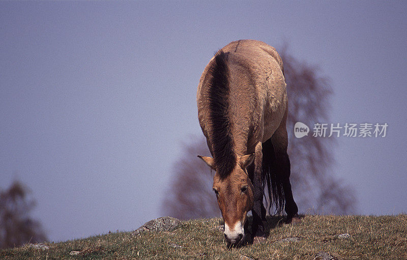 Przewalski's Horse grazing